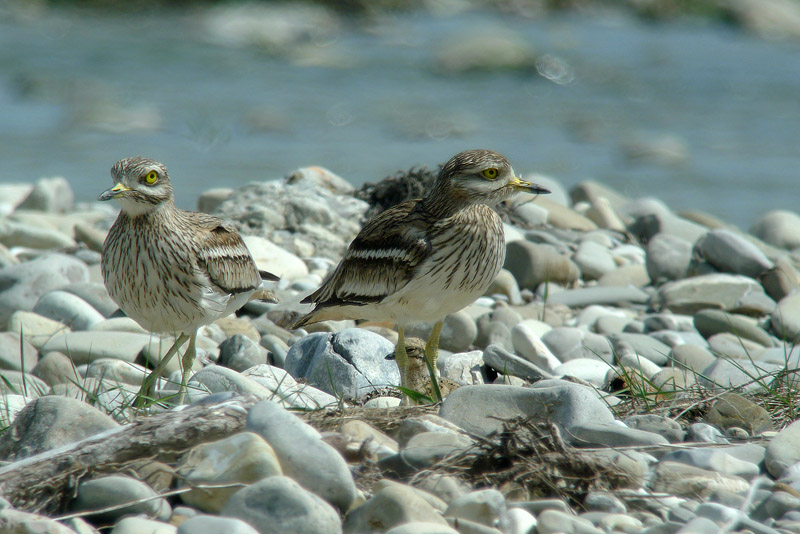 Occhione in Digiscoping